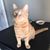 John Strougal's profile image