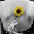 Debbie DeFilippis DiBlasi's profile image