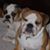 Lori Angelo Gibboney's profile image