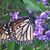 Lisa Amedeo's profile image