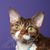Jacky Andersen's profile image