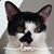 Stephanie Yocum's profile image