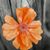 Kaie Schaffer's profile image