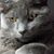Oralie Wilhite's profile image