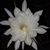 Julia Senters's profile image
