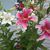 Diana Herrmann's profile image