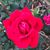 Shannon Crenshaw's profile image