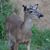 Denise Kujath Brooks's profile image