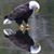 Shelli Hays Dunlap's profile image