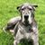 Francesca Iacano Higgins's profile image
