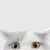 Alma Carrillo's profile image
