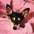 Maria Corell Mosshammer's profile image