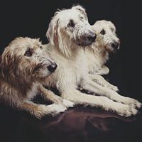 Toni Underhill's profile image