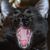 Laura Lemieux's profile image