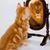 Cheryl Mutnansky's profile image