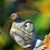 David B Wallace's profile image