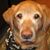 Lisa Hickey's profile image