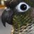 Bonnie Tolle Boyer's profile image