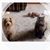 Leann Hansen's profile image
