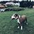 Millo Millo's profile image