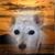 Lee Rupert's profile image
