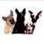 Steve Woodburn's profile image