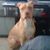 Jr Marcano's profile image