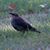 Debby Hecox's profile image