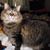Diane Moss's profile image