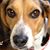 Sheldon Beagle's profile image