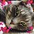 Cubano Leche's profile image