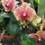 Lynn Wagner Fields's profile image