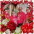 Eloisa Winnie Villela's profile image