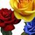 Melody Mcfayden's profile image