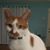 Tammy Delong's profile image