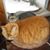 Diana Libby's profile image