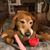 Lori Hendershot's profile image