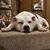 Valerie Strutz's profile image