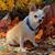 Roxy Hearle's profile image