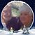 Tami Murphy Green's profile image