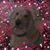 Donna Lucchesi's profile image
