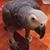 Daniel Robert Livingston's profile image