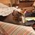 Cathy Straus's profile image