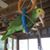Joy Rhoden Loveland's profile image