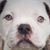 Damon Stewart's profile image