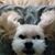 Sean Pratt's profile image