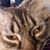Penny Ferris's profile image