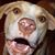 Dixie Lewis's profile image