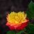 Salsal Alnuaimi's profile image