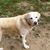 Cyndy Suzanne Allen-Steltenpohl's profile image